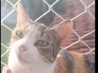 Gato raça SRD-ViraLata idade 2 anos nome Morgana