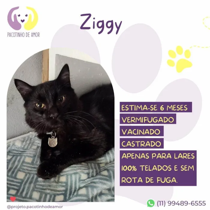 Gato ra a SRD-ViraLata idade 2 a 6 meses nome Ziggy