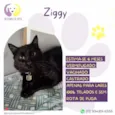 Ziggy