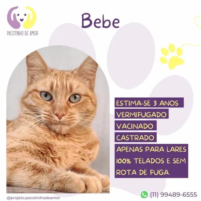 Gato ra a SRD-ViraLata idade 3 anos nome Bebe