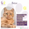 Bebe