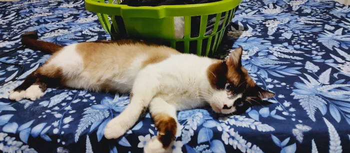 Gato ra a Siamês idade 2 anos nome Thor