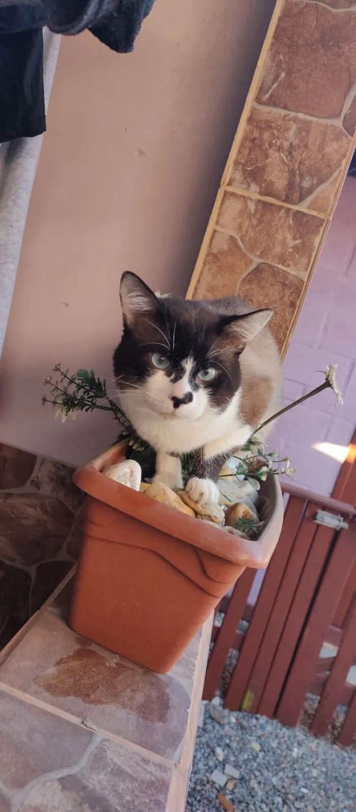 Gato ra a Siamês idade 2 anos nome Thor