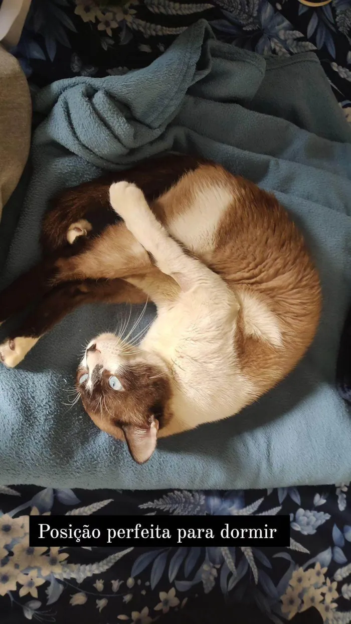 Gato ra a Siamês idade 2 anos nome Thor