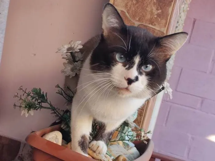 Gato ra a Siamês idade 2 anos nome Thor