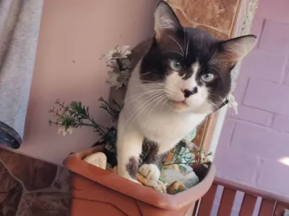 Gato raça Siamês idade 2 anos nome Thor