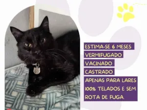 Gato raça SRD-ViraLata idade 2 a 6 meses nome Ziggy
