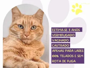 Gato raça SRD-ViraLata idade 3 anos nome Bebe