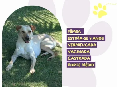 Cachorro raça SRD-ViraLata idade 4 anos nome Princesa :)
