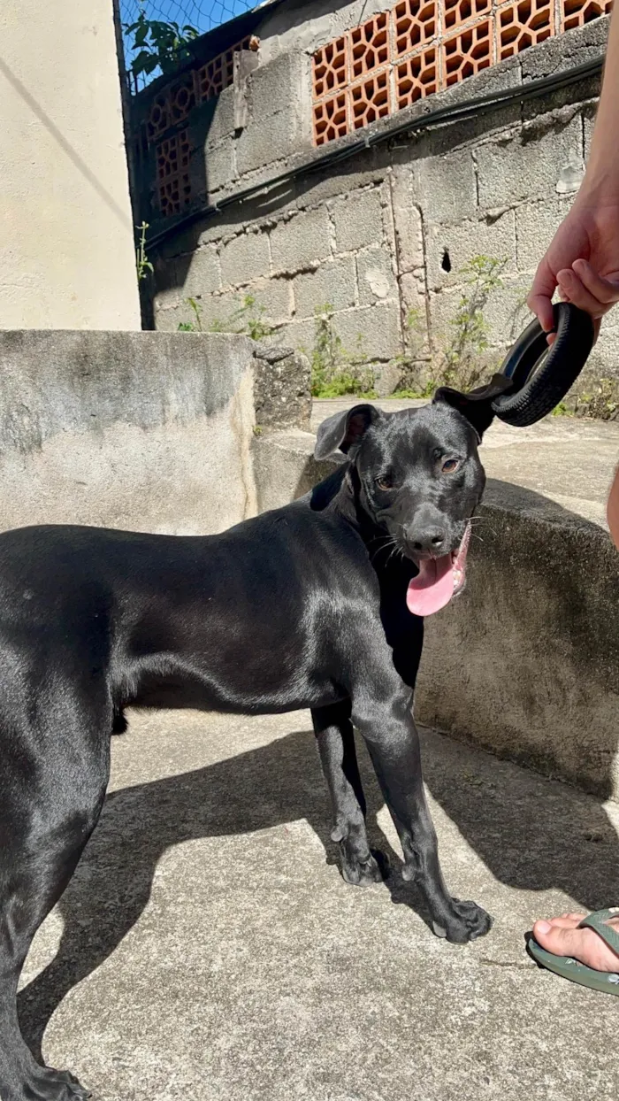 Cachorro ra a SRD-ViraLata idade 2 a 6 meses nome Campana 