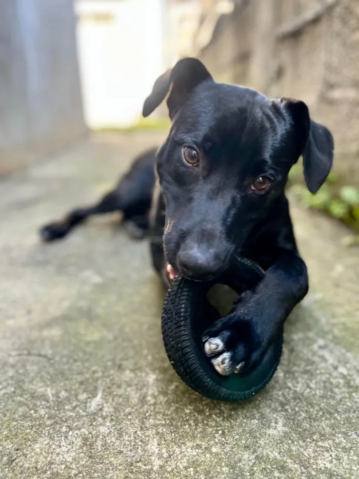 Cachorro ra a SRD-ViraLata idade 2 a 6 meses nome Campana 