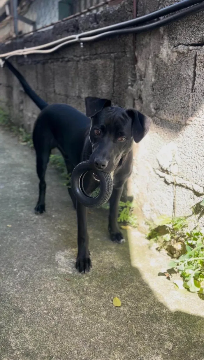 Cachorro ra a SRD-ViraLata idade 2 a 6 meses nome Campana 