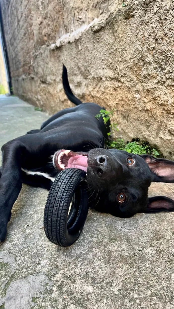 Cachorro ra a SRD-ViraLata idade 2 a 6 meses nome Campana 