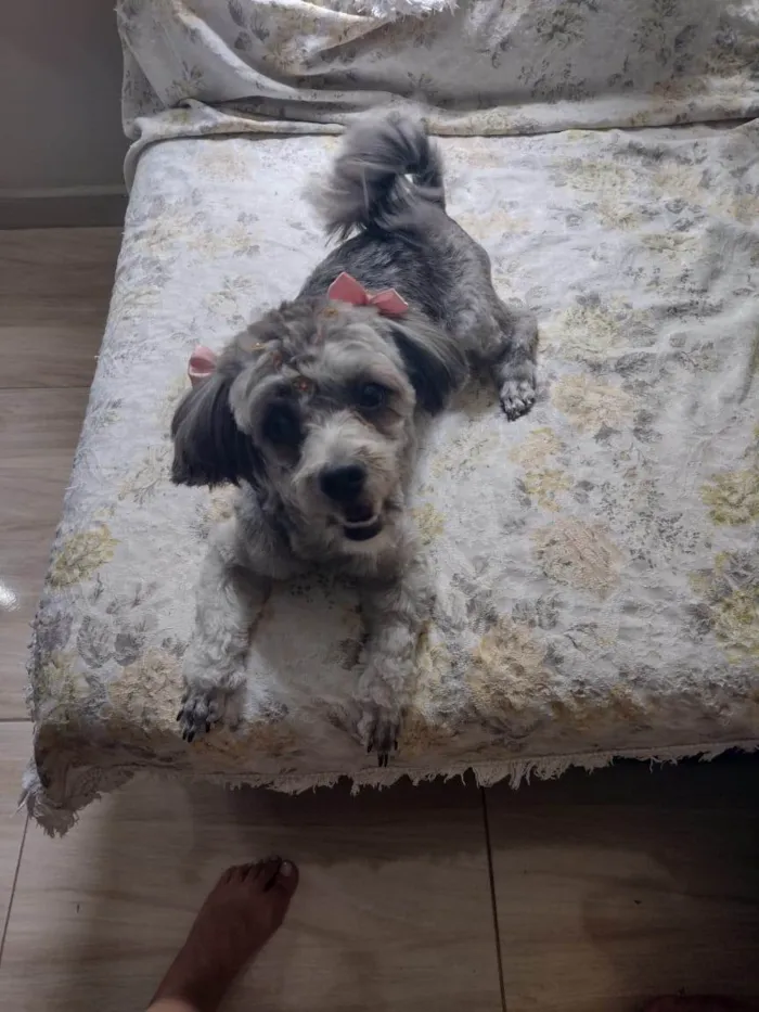 Cachorro ra a SRD-ViraLata idade 2 a 6 meses nome Mel
