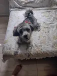 Mel