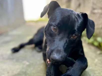 Cachorro raça SRD-ViraLata idade 2 a 6 meses nome Campana 