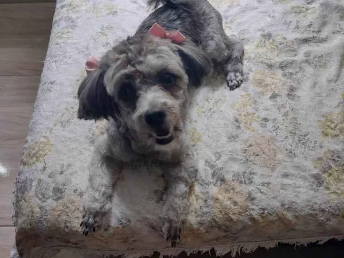 Cachorro ra a SRD-ViraLata idade 2 a 6 meses nome Mel