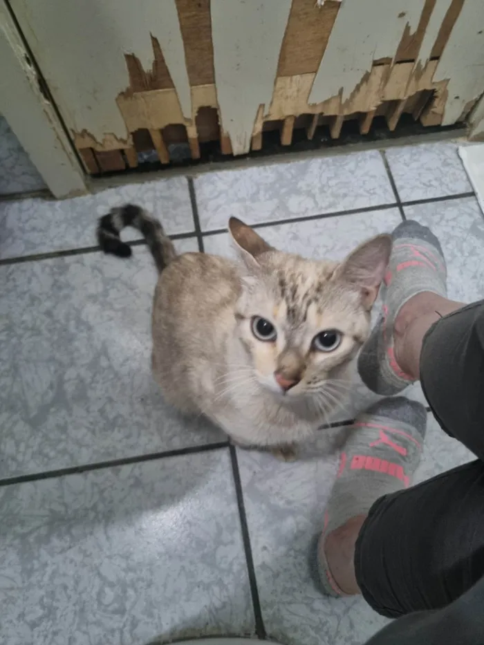 Gato ra a SRD-ViraLata idade 1 ano nome Diana 