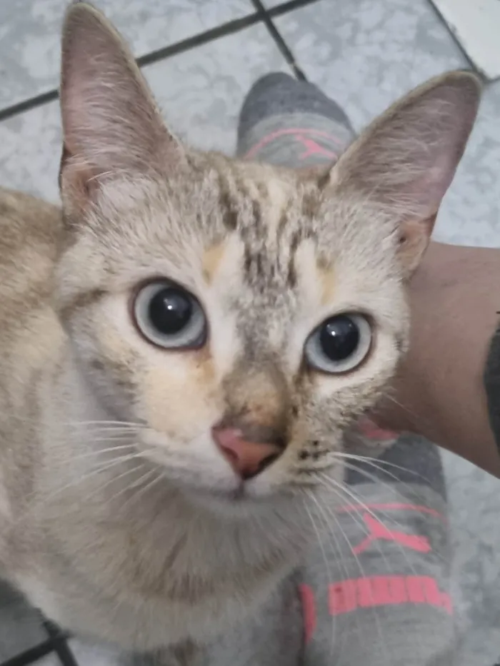 Gato ra a SRD-ViraLata idade 1 ano nome Diana 