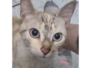 Gato raça SRD-ViraLata idade 1 ano nome Diana 