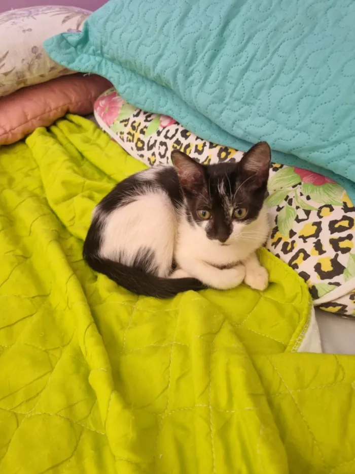 Gato ra a SRD-ViraLata idade 2 a 6 meses nome Pepita