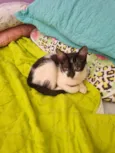 Pepita