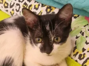 Gato raça SRD-ViraLata idade 2 a 6 meses nome Pepita