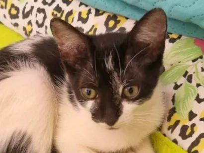 Gato raça SRD-ViraLata idade 2 a 6 meses nome Pepita