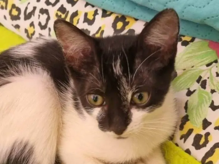 Gato ra a SRD-ViraLata idade 2 a 6 meses nome Pepita