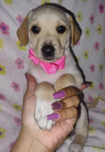 Cachorro raça SRD-ViraLata idade Abaixo de 2 meses nome Myah