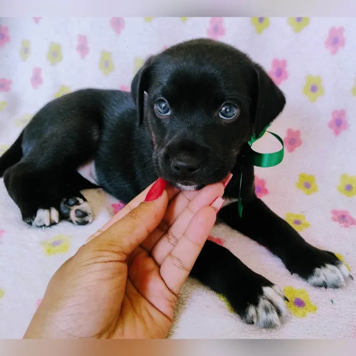 Cachorro ra a SRD-ViraLata idade Abaixo de 2 meses nome Myah