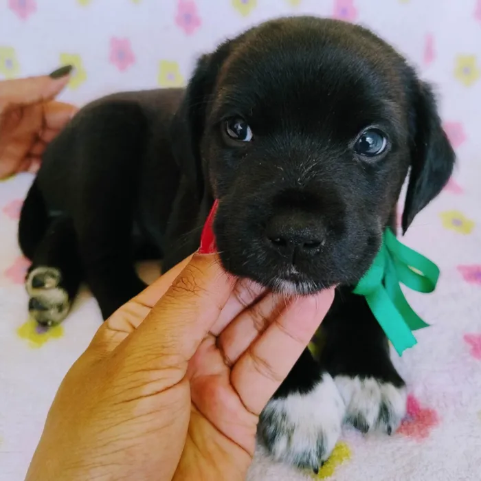 Cachorro ra a SRD-ViraLata idade Abaixo de 2 meses nome Myah
