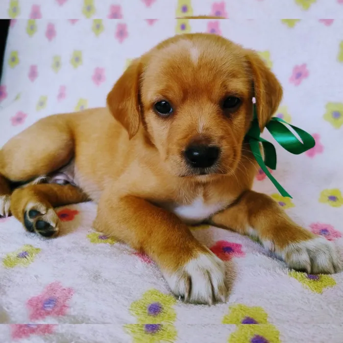 Cachorro ra a SRD-ViraLata idade Abaixo de 2 meses nome Myah