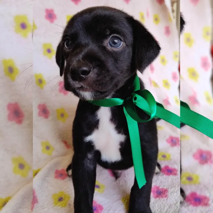 Cachorro ra a SRD-ViraLata idade Abaixo de 2 meses nome Myah