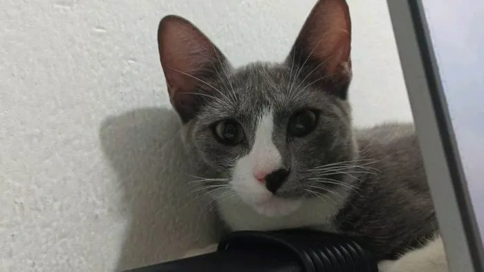 Gato ra a SRD-ViraLata idade 1 ano nome Kimberly 