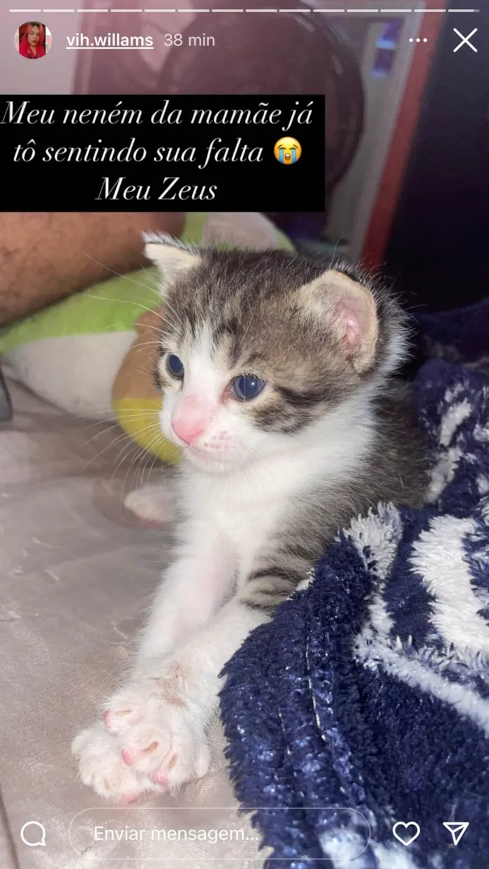 Gato ra a SRD-ViraLata idade 2 a 6 meses nome Zeus