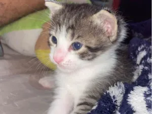 Gato raça SRD-ViraLata idade 2 a 6 meses nome Zeus