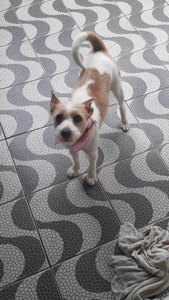 Cachorro ra a SRD-ViraLata idade 2 a 6 meses nome Falar com Guilherme -  Whats 11 94459-4257