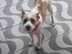 Cachorro raça SRD-ViraLata idade 2 a 6 meses nome Falar com Guilherme -  Whats 11 94459-4257