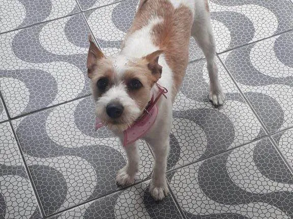 Cachorro ra a SRD-ViraLata idade 2 a 6 meses nome Falar com Guilherme -  Whats 11 94459-4257