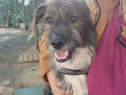 Cachorro raça SRD-ViraLata idade 2 a 6 meses nome Falar com Ana Gabriela - Whats 11 94284-9161