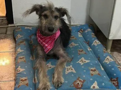 Cachorro raça SRD-ViraLata idade 2 a 6 meses nome Falar com Steve - Whats 11 99300-2644