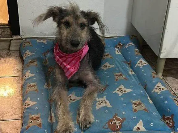 Cachorro ra a SRD-ViraLata idade 2 a 6 meses nome Falar com Steve - Whats 11 99300-2644