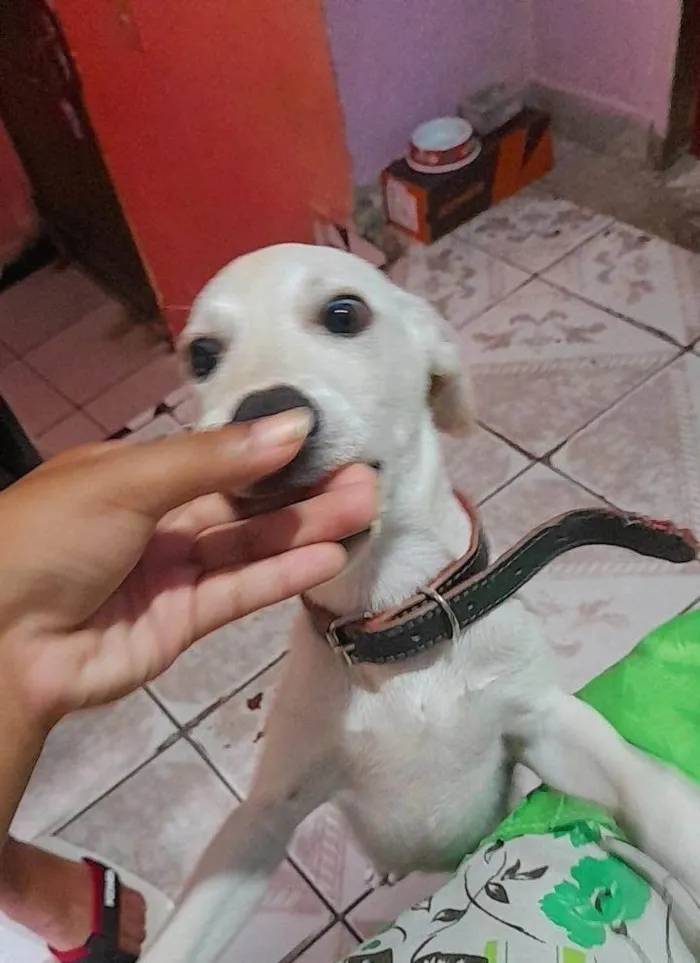 Cachorro ra a SRD-ViraLata idade 2 a 6 meses nome Falar com David - Whats 11 97970-7281