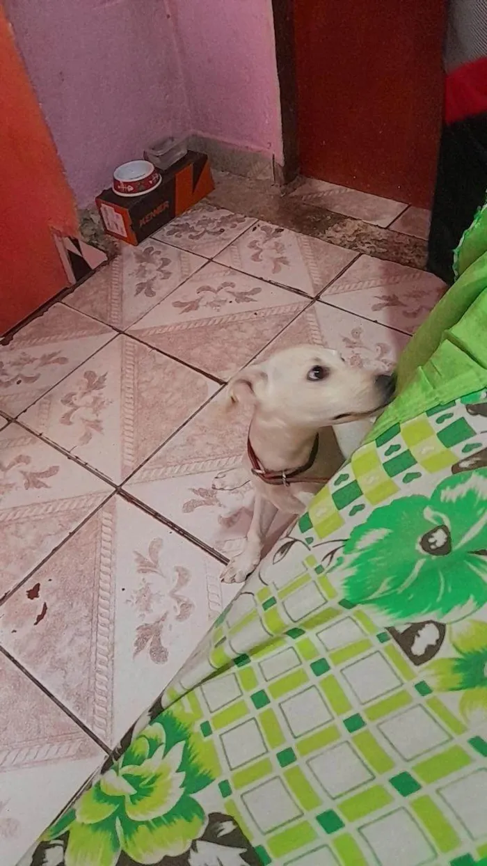 Cachorro ra a SRD-ViraLata idade 2 a 6 meses nome Falar com David - Whats 11 97970-7281