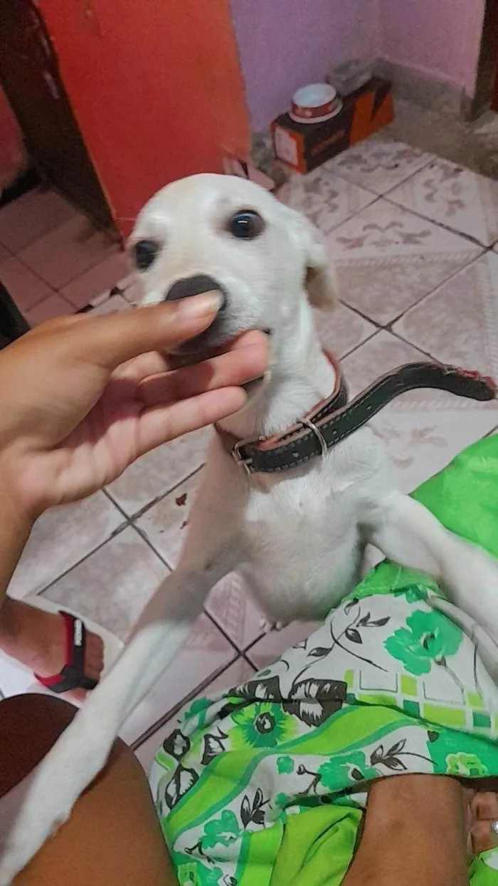 Cachorro ra a SRD-ViraLata idade 2 a 6 meses nome Falar com David - Whats 11 97970-7281