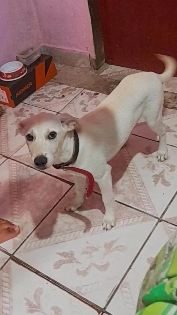 Cachorro ra a SRD-ViraLata idade 2 a 6 meses nome Falar com David - Whats 11 97970-7281