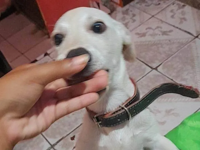 Cachorro ra a SRD-ViraLata idade 2 a 6 meses nome Falar com David - Whats 11 97970-7281