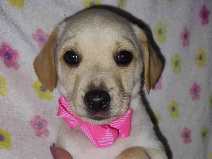 Cachorro ra a SRD-ViraLata idade Abaixo de 2 meses nome Myah
