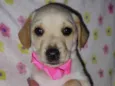 Myah